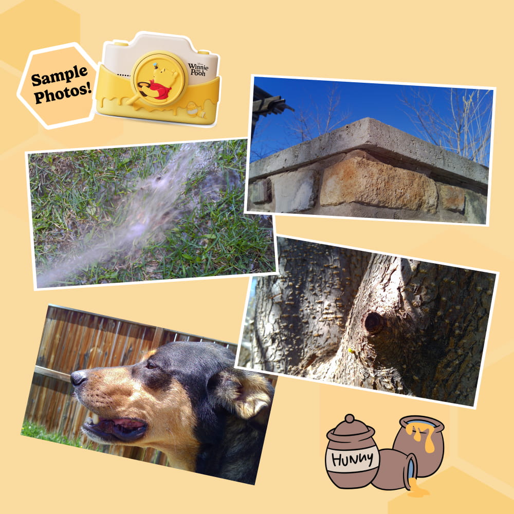 Sample photos taken with the Winnie the Pooh kids digital camera, including outdoor scenes, a dog portrait, and nature close-ups, demonstrating real camera output.
