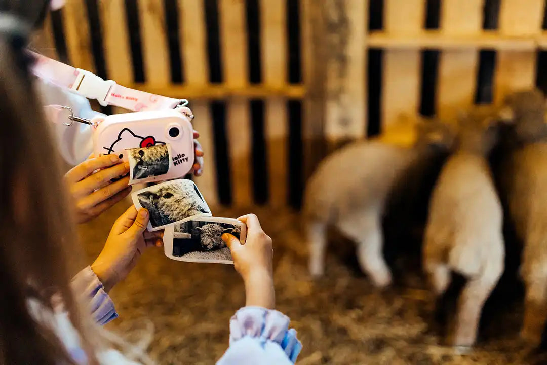 Two people taking photos of sheep with a smartphone in a barn setting.